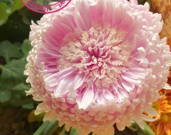 Lotus Lantern Soft Pink Chrysanthemum 4" pot live Plant PreOrder Ships in May 2024