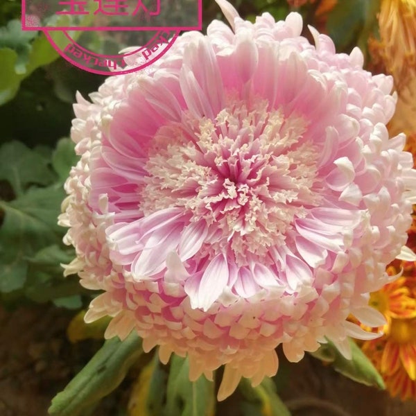 Lotus Lantern Soft Pink Chrysanthemum 4" pot live Plant PreOrder Ships in Mid June