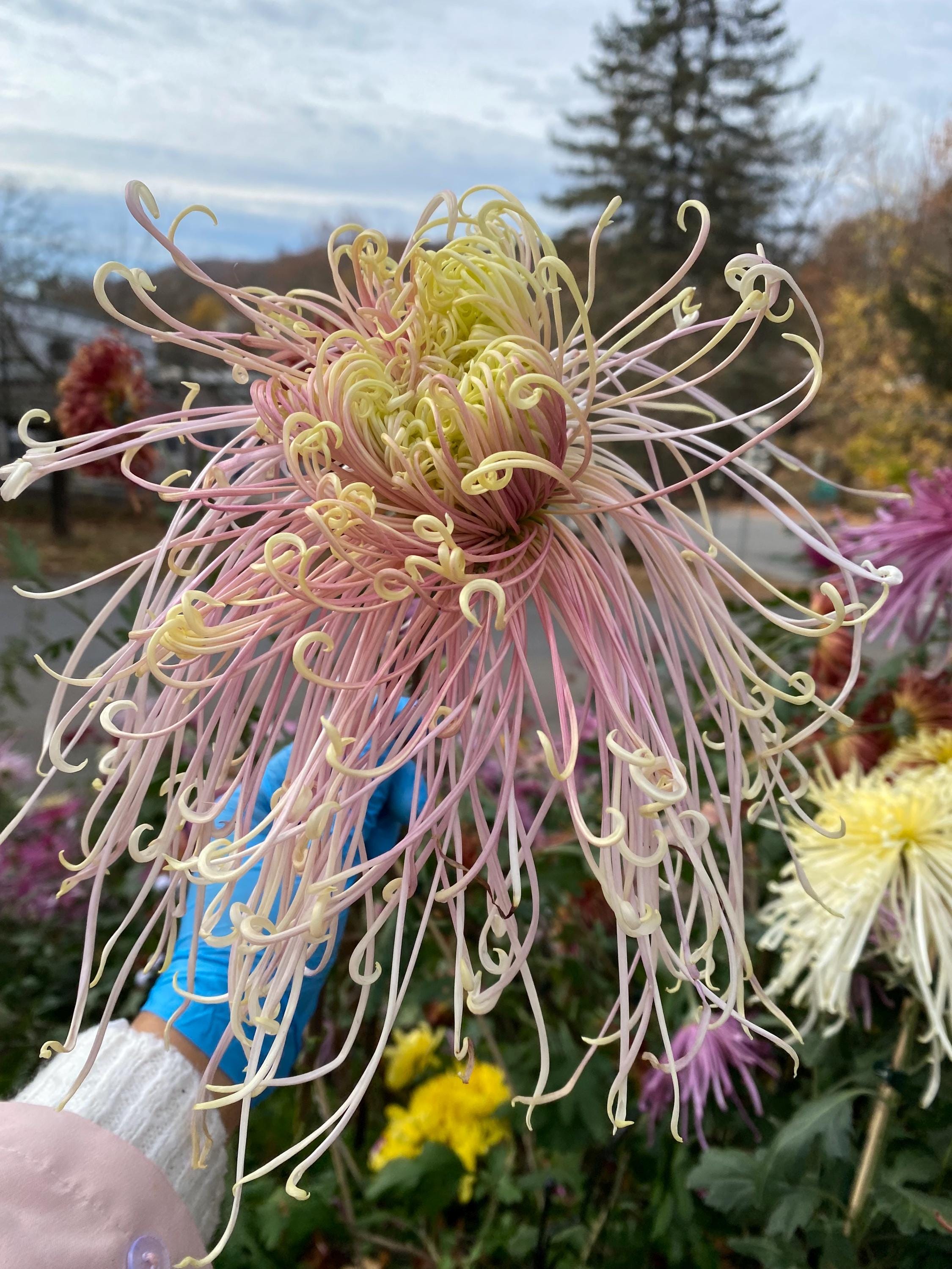 フラワー　サンプル×20 Panlong Excellence, Large Subtly Pink/white Rare Silky Long Spider