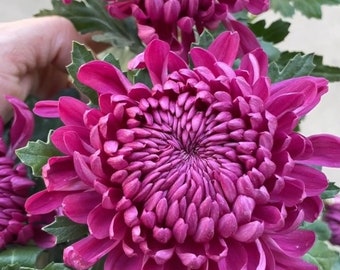 Purple Jade紫玉Chrysanthemum 4" pot live Plant PreOrder Ships in May 2024