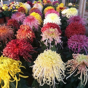 SALE: Mystery variety of all my Chrysanthemum 4" pot live Plant PreOrder Ships in May 2024