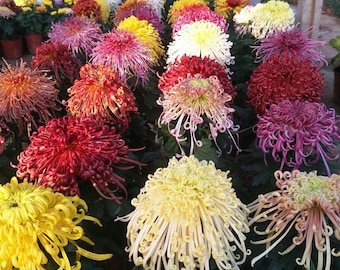 SALE: 2 Mystery variety of all my rare Chrysanthemum 1.5&quot; Plug Size live Plant,Shipping From NY Garden