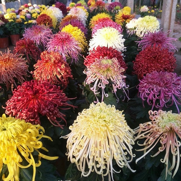 SALE: Mystery variety of all my Chrysanthemum 4" pot live Plant PreOrder Ships in May 2024