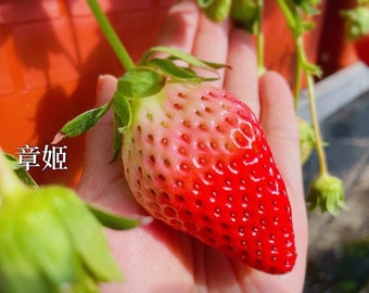 Special Offer: Highly recommend Best Tasty Japanese奶油草莓 Akihime Strawberry Live Plant 4" Pot