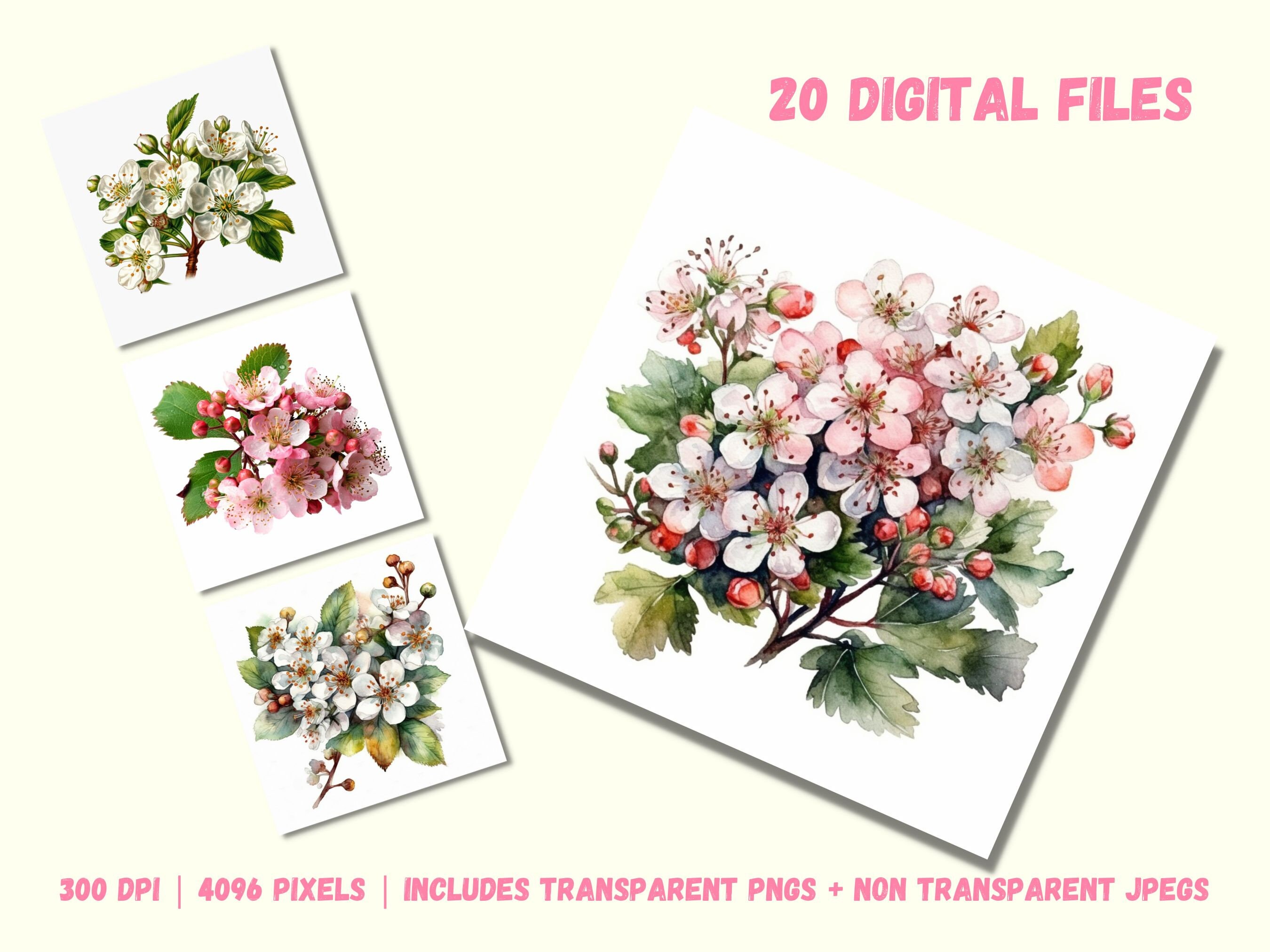 Hawthorn Flower Clipart Bundle of 20 Watercolor Hawthorn - Etsy