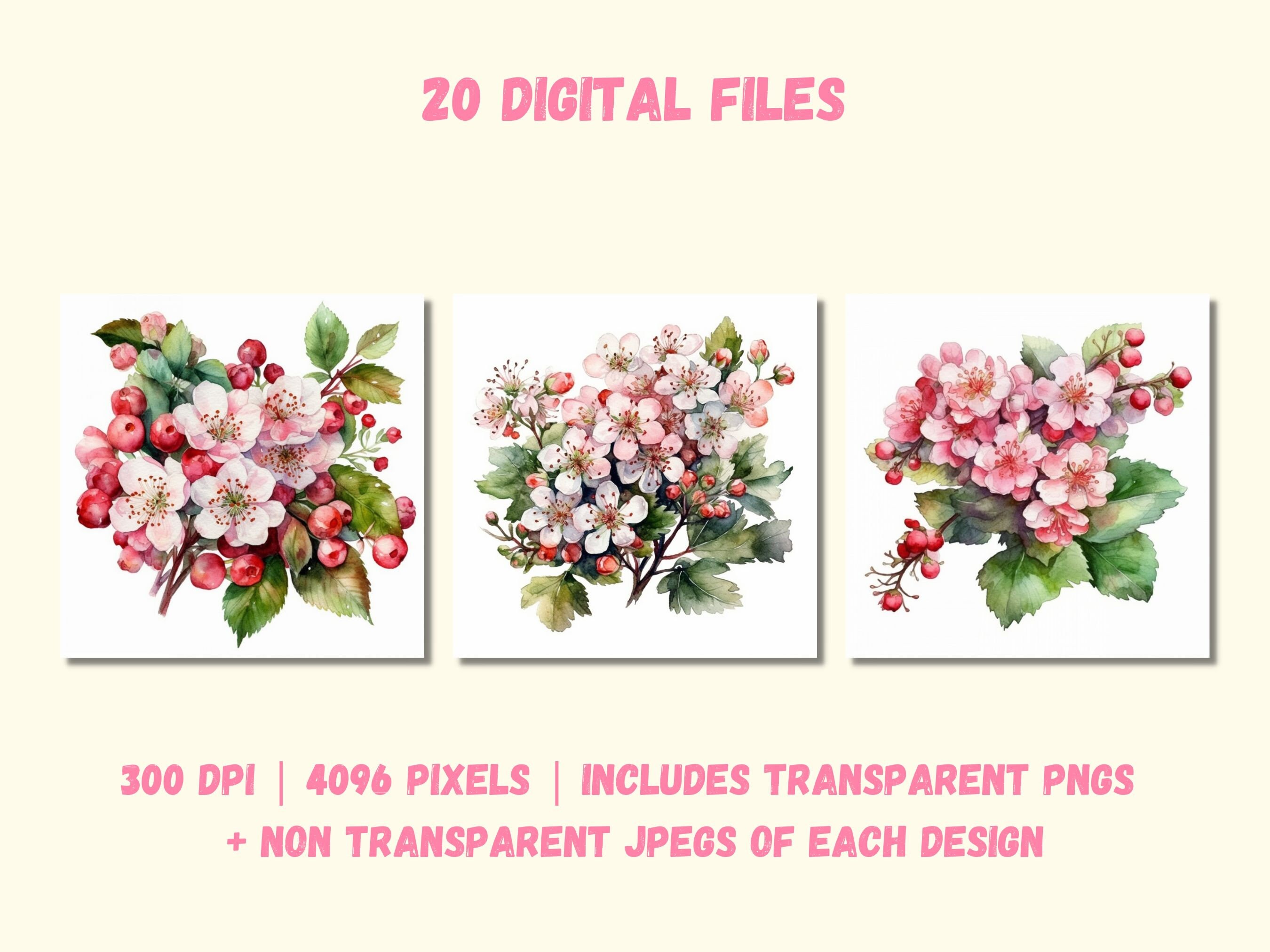 Hawthorn Flower Clipart Bundle of 20 Watercolor Hawthorn - Etsy