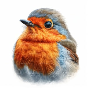 Robin Vogel Clipart, 31 hochwertige Bilder JPGs Digitaler Download, Kartenherstellung Junk Journal, JPGs Wall Art Bundle