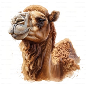 Camel Portrait Clipart, 22 immagini di alta qualità JPG Download digitale, Card Making Junk Journal, JPG Wall Art Bundle