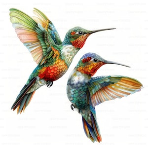 Pareja de colibríes de colores, imágenes prediseñadas, 20 imágenes de alta calidad en formato JPG, descarga digital, diario basura para hacer tarjetas, paquete de arte mural en formato JPG
