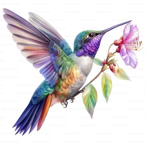 Colibri coloré avec des cliparts fleur, 27 images de haute qualité en téléchargement numérique JPG, carnet de voyage pour la fabrication de cartes, lot d'art mural JPG