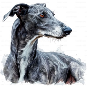 Clipart Portrait de chien lévrier, 13 images de haute qualité PNG et JPG en téléchargement numérique, carnet de voyage pour la fabrication de cartes, lot d'art mural