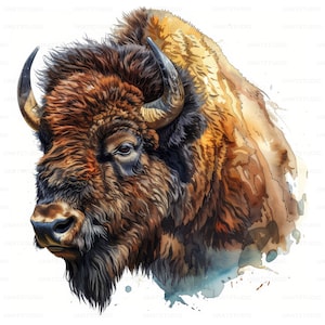 Puede incluir: Una pintura de acuarela de un bisonte marrón y negro sobre un fondo blanco. La cabeza del bisonte está girada hacia la izquierda y sus ojos están cerrados. El pelaje del bisonte es detallado y texturizado.