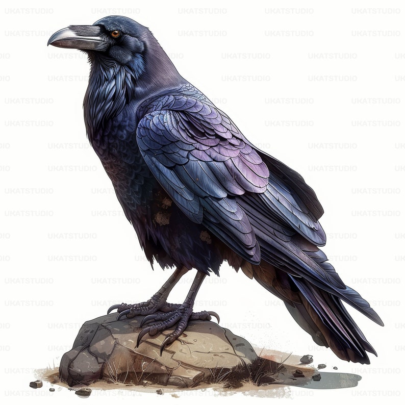 Raven Crow Bird Portrait Clipart , 37 High Quality Images Jpgs Digital ...