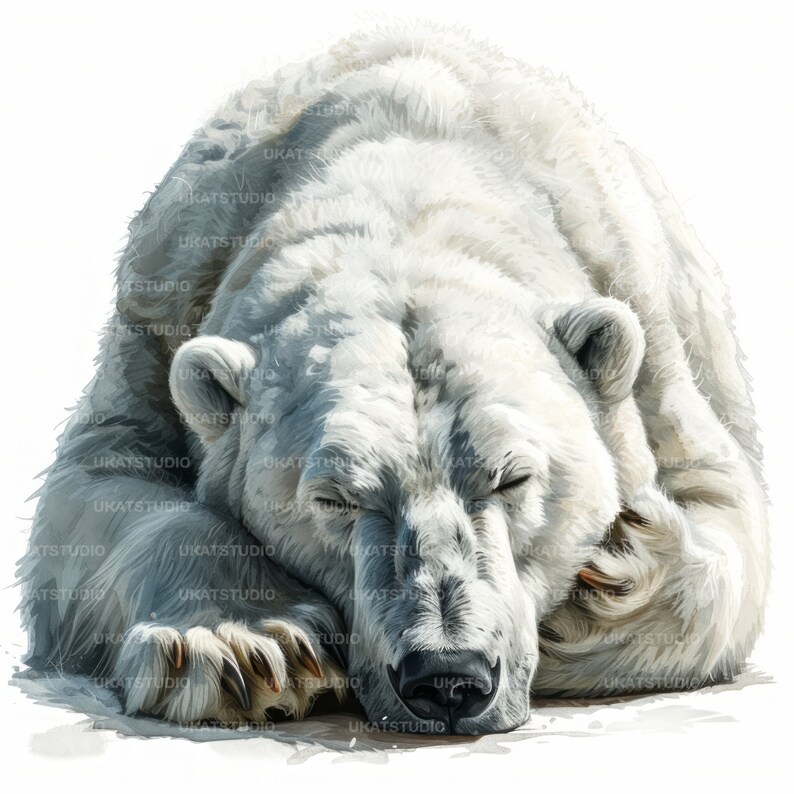 Polar White Bear Clipart , 20 High Quality Images Jpgs Digital Download ...