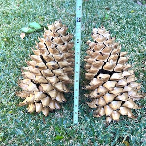 May include: Two large, beige pine cones, each approximately 10 inches tall, rest on green grass. A ruler is placed between them for scale. The cones have a textured, layered appearance.