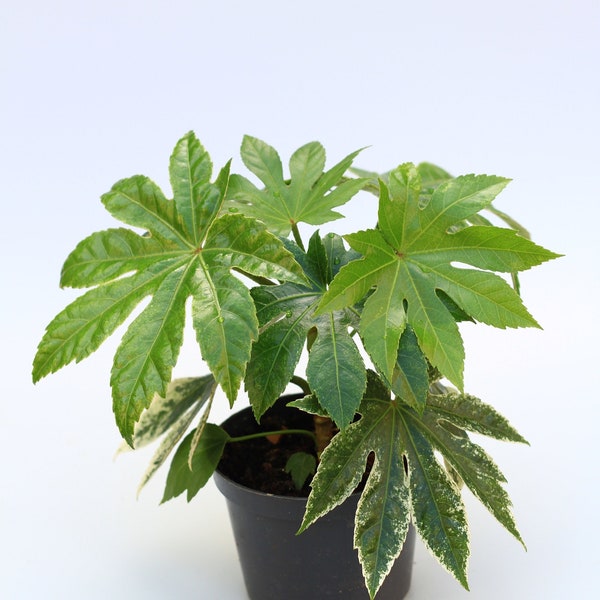 Fatsia japonica Spider’s Web, taille superbe et prête à adopter taille M