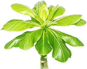 Brighamia Insignis | Hawaiian Palm | Plante tendance | Plante d'intérieur florissante | Phénomène Plantes