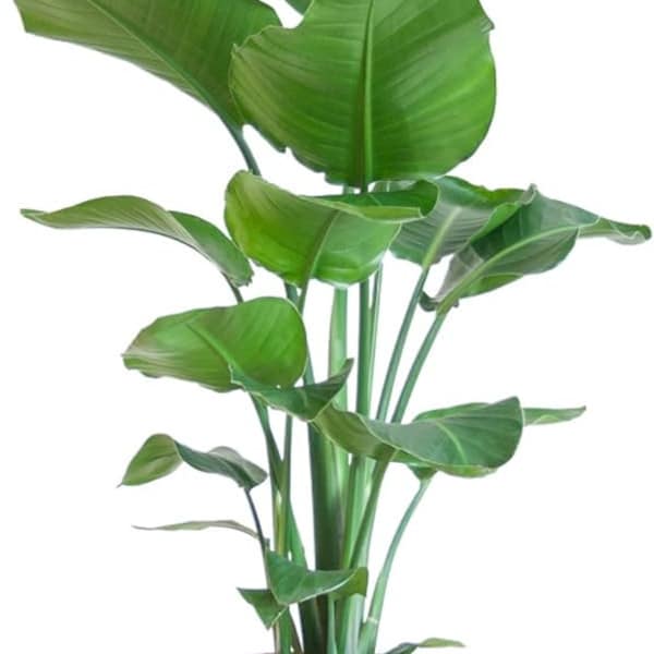 Strelitzia Nicolai | Taille L I Bon plan I Plante exotique I Phénomène Plantes | Plante d'intérieur rare