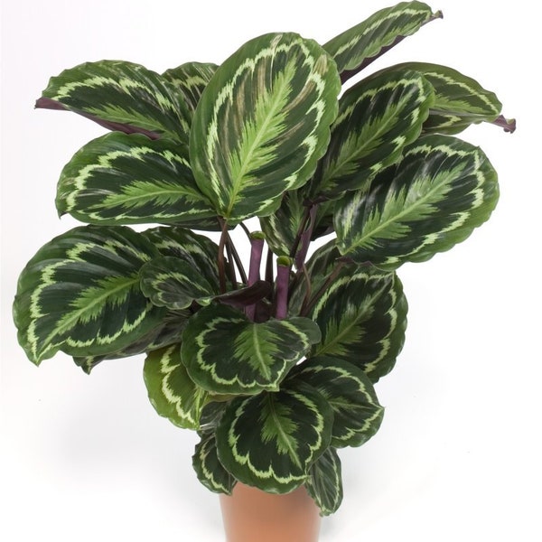 Calathea Medaillon | Pflanze M | Beliebte Zimmerpflanze | Phänomenpflanzen