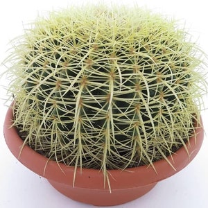 Echinocactus Grusonii | Talla M | Planta de interior sublime y variada | Precio justo | Plantas fenómeno | Oferta especial suculenta