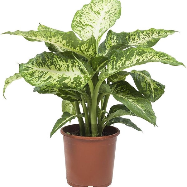 Dieffenbachia maart | Maat XL | Kamerplant in pot | Exclusief | Fenomeen Planten | Speciale kerstaanbieding