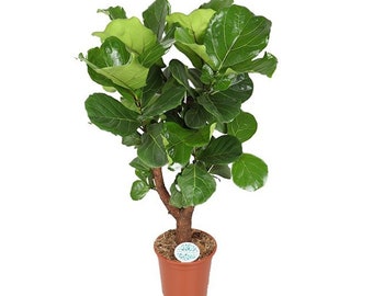 Ficus Lyrata Arbusto l Plante d'intérieur exceptionnelle l Taille XL l Phénomène Plantes l Décoration