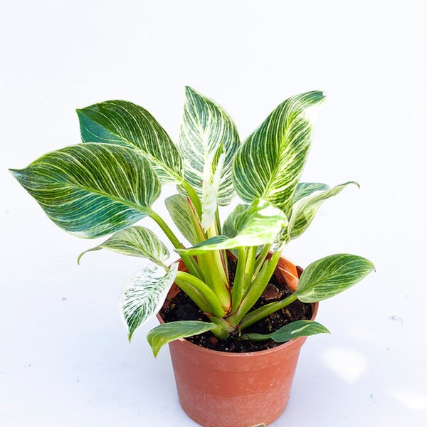 Philodendron Birkin | Erhabene Zimmerpflanze | Phänomenpflanzen | Erster Preis | Große Größe