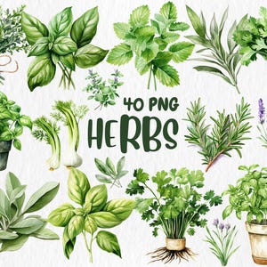 Aquarel kruiden clipart | Basilicum, tijm, rozemarijn, munt, peterselie, dille, salie, lavendel Illustraties | Directe download voor commercieel gebruik