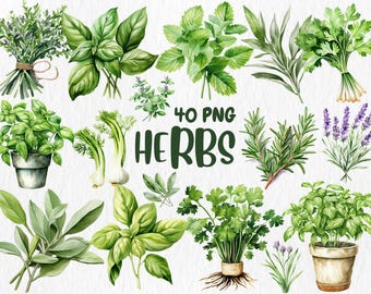 Watercolor Herbs Clipart: Basil, Rosemary, Thyme (Instant Download)