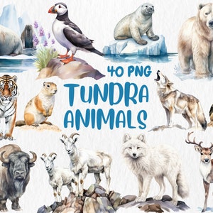 Aquarel toendra dieren clipart | Zeehond, zwaan, Siberische tijger, sneeuwganzen, Dall Sheep-illustraties | Directe download voor commercieel gebruik