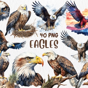 Aquarelle Aigles Clipart | Illustrations de pygargue à tête blanche, d'aigle d'Amérique et d'oiseaux aviaires des forêts | Téléchargement instantané pour une utilisation commerciale