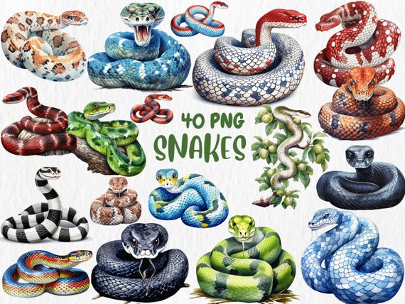 Watercolor Snakes Clipart: 40 PNG Animal Illustrations (Instant Download)