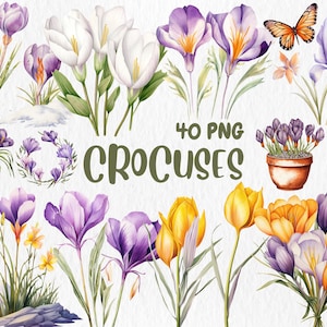 Watercolor Crocuses Clipart | Spring Flower, Floral Easter, Botanical Bouquet, Crocus Illustrations | Instant Download for Commercial Use