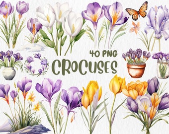 Watercolor Crocus Clipart: Spring Floral Illustrations (Instant Download)