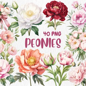 Clipart pivoines aquarelle | Illustrations de fleurs de printemps, bouquet de fleurs roses, rouges et blanches | Téléchargement instantané pour une utilisation commerciale