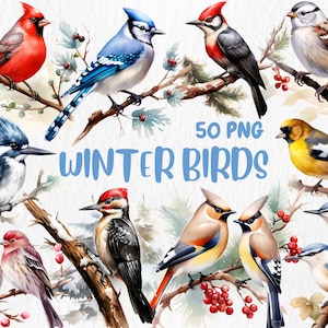 Clipart de pássaros de inverno em aquarela | Ilustrações de cardeal, gaio-azul, chapim, tordo e pardal | Download instantâneo para uso comercial