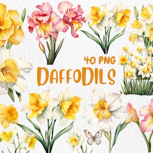 Watercolor Daffodils Clipart | Spring Flower, Floral Bouquet, Yellow Flower, Daffodil Illustrations | Instant Download for Commercial Use