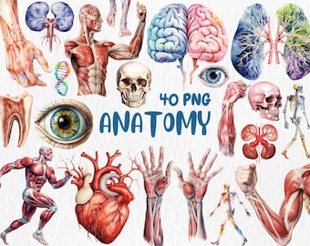 Clipart de anatomía en acuarela: Ilustraciones médicas (Descarga instantánea)