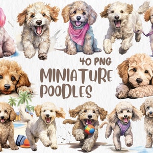 Clipart de Poodles Miniatura em Aquarela | Cachorro Fofo, Filhote, Raça de Cachorro, Amante de Cachorro PNG, Ilustrações de Animais de Estimação | Download Instantâneo para Uso Comercial