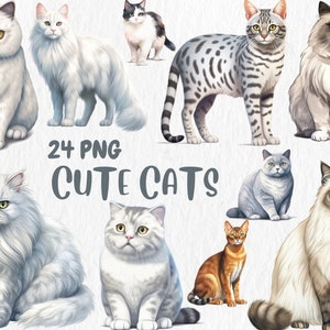 Clipart chats aquarelle | Illustrations de Munchkin, Bengal, British Shorthair, Maine coon, chat Ragdoll | Téléchargement instantané pour une utilisation commerciale