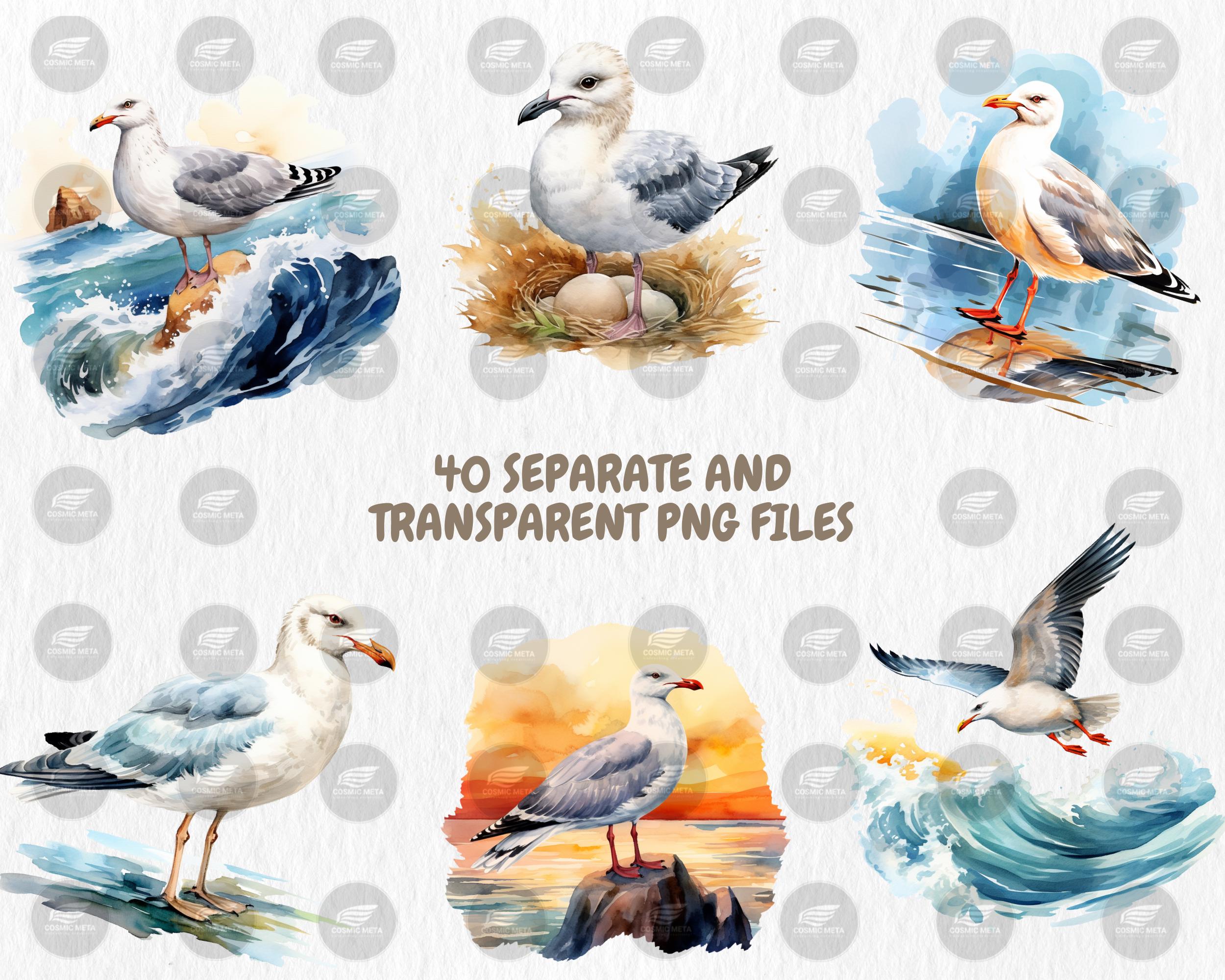 Watercolor Seagulls Clipart: 40 Coastal Bird PNG Images (digital ...