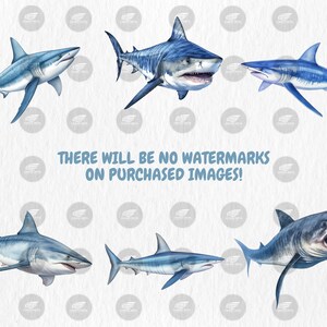Watercolor Sharks Clipart | Great White Shark, Tiger Shark, Bull Shark, Sea Animal Illustrations | Instant Download for Commercial Use