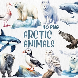 Clipart de animais do Ártico em aquarela | Ilustrações de raposa, coruja, morsa, lobo, urso polar, foca, orca | Download instantâneo para uso comercial