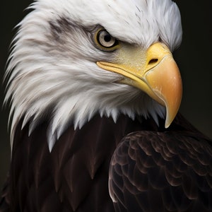 Portrait of a Bald Eagle, national emblem of America. Menacing staring Eagle