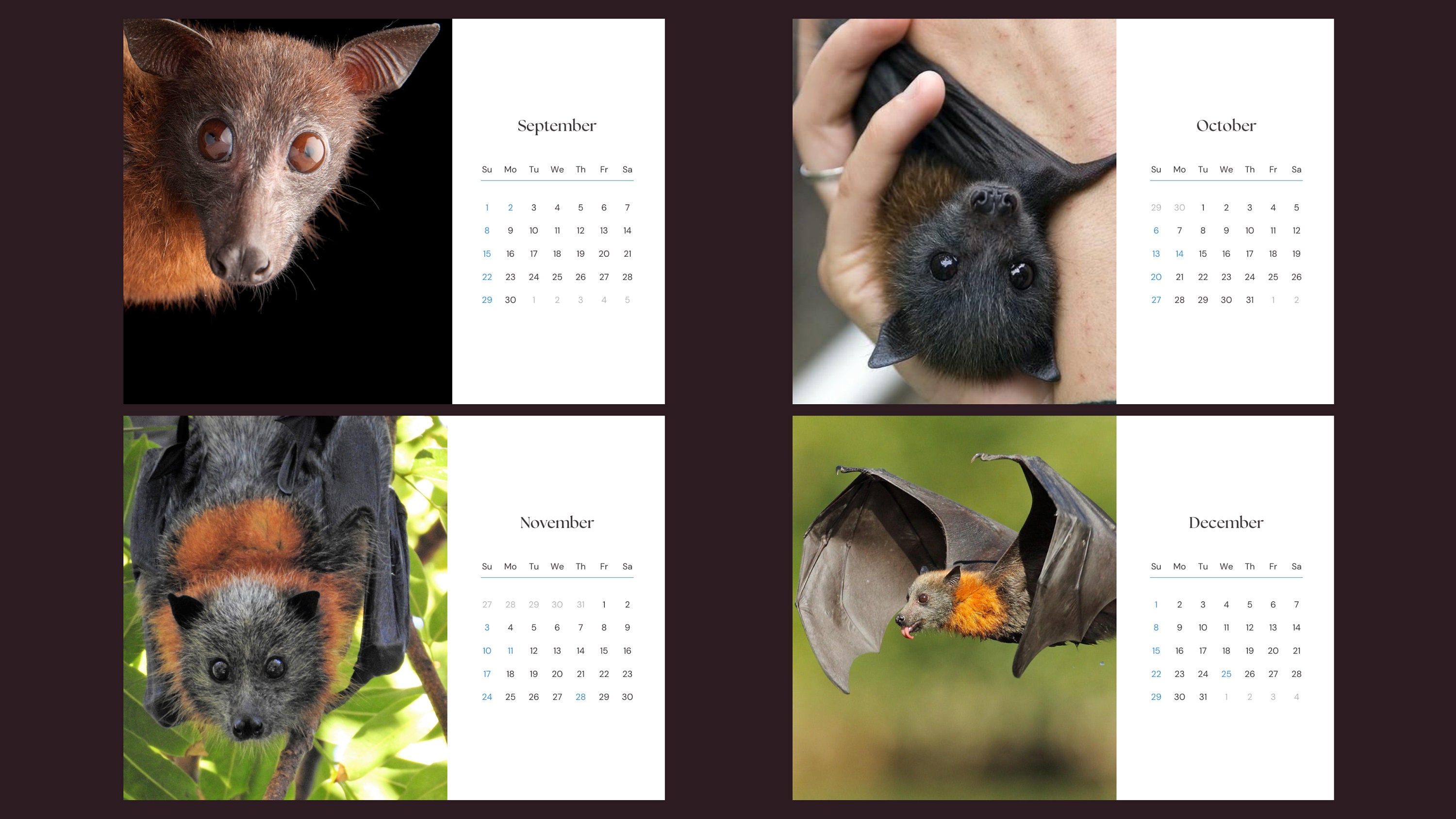 Bats 2024 Calendar Etsy