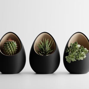 May include: Three black, egg-shaped planters with a light beige interior, each holding a different succulent. The first contains a green cactus, the second a spiky plant, and the third a cluster of green leaves.