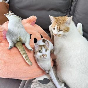 Peut inclure: Un chat blanc et roux est assis près de deux coussins en forme de chat et d'un coussin rose. Un coussin chat est blanc avec des taches marron, l'autre est blanc. Le coussin rose a un visage souriant.