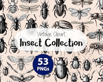 Vintage Insect Collection Clipart | Insect PNG | Antique Entomology | Vintage Bug PNG | Antique Illustration | Wood Engraving | Line Drawing