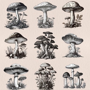 Vintage Mushroom Clipart, Vintage Forest Clipart PNG, Vintage Botanical Clipart, Forest Botanical PNG, Fungi Clipart, Vintage Mushroom Print