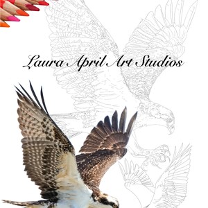 Osprey Bird Wildlife Fine Art x 5 Pack Print Download Colouring pages